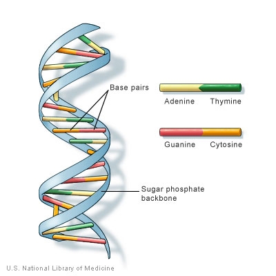 immagini acidi nucleici
